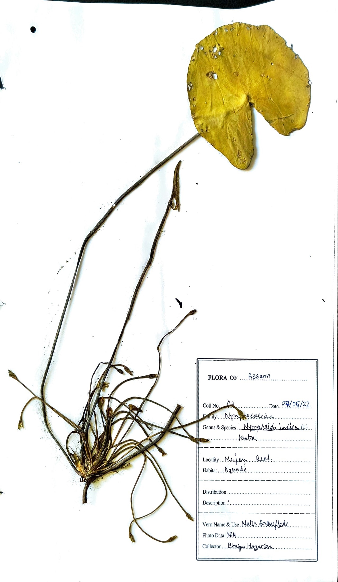 Kumudini (Ass.) (Herbarium)